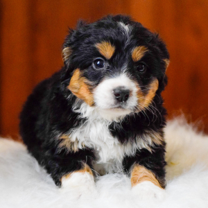Bernedoodle Puppy Hazel