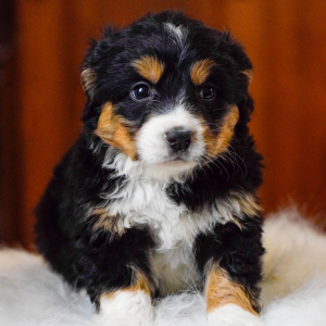 Bernedoodle Puppy Hazel