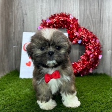 Shih Tzu Puppy Jerry