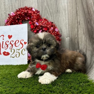 Shih Tzu Puppy Jerry