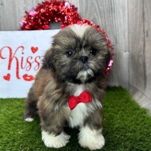 Shih Tzu Puppy Jerry