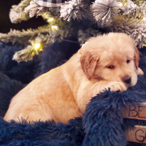Golden Retriever Puppy Skye