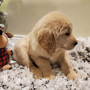 Golden Retriever Puppy Skye