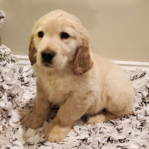 Golden Retriever Puppy Skye