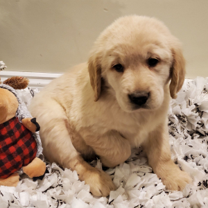 Golden Retriever Puppy Skye