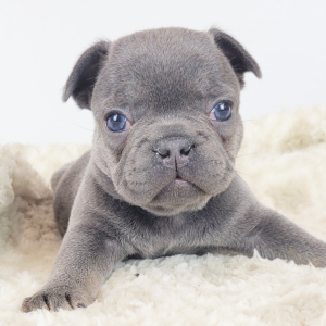 French Bulldog Puppy Heath