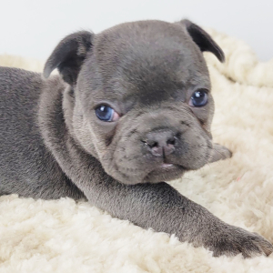 French Bulldog Puppy Heath