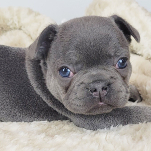 French Bulldog Puppy Heath