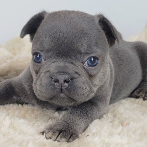 French Bulldog Puppy Heath
