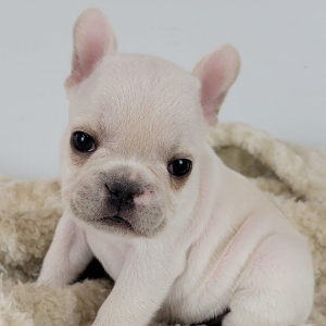 French Bulldog Puppy Raider