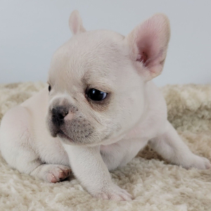 French Bulldog Puppy Raider