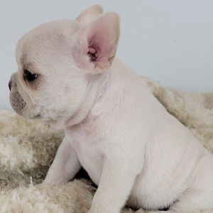 French Bulldog Puppy Raider