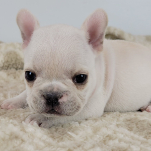 French Bulldog Puppy Raider