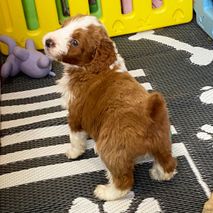 Aussiedoodle Puppy C.J