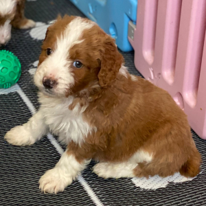 Aussiedoodle Puppy C.J