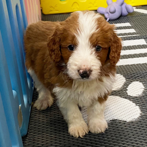 Aussiedoodle Puppy C.J