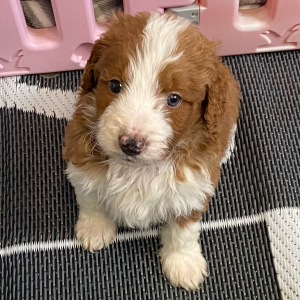 Aussiedoodle Puppy C.J
