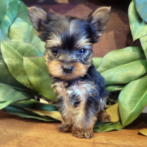 Yorkshire Terrier Puppy Leo