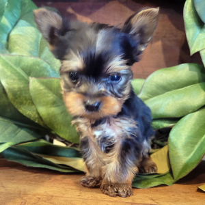 Yorkshire Terrier Puppy Leo