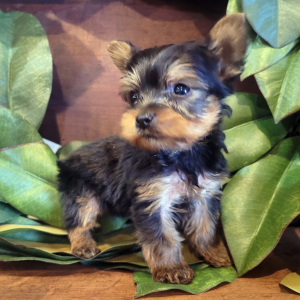 Yorkshire Terrier Puppy Leo