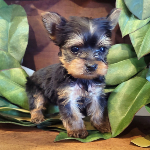 Yorkshire Terrier Puppy Leo