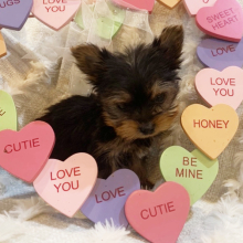 Yorkshire Terrier Puppy Leo