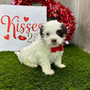 Havanese Puppy Isaiah