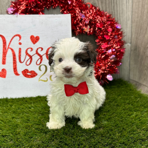 Havanese Puppy Isaiah
