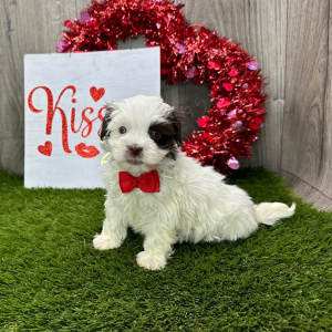 Havanese Puppy Isaiah