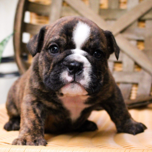 Bulldog Puppy Zorro
