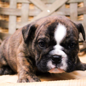 Bulldog Puppy Zorro