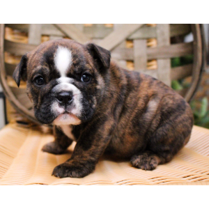 Bulldog Puppy Zorro