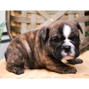Bulldog Puppy Zorro