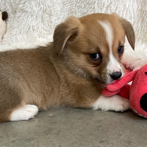 Pembroke Welsh Corgi Puppy Fauna