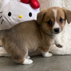 Pembroke Welsh Corgi Puppy Fauna