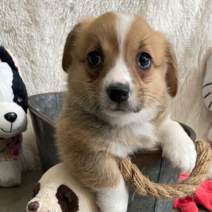 Pembroke Welsh Corgi Puppy Fauna