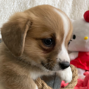 Pembroke Welsh Corgi Puppy Fauna