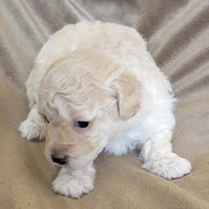Pomapoo Puppy Curlie Girl