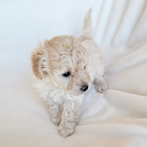 Pomapoo Puppy Curlie Girl