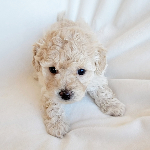 Pomapoo Puppy Curlie Girl