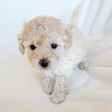 Pomapoo Puppy Curlie Girl