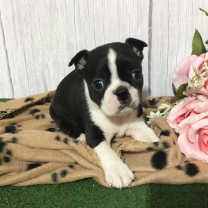 Boston Terrier Puppy Hisa