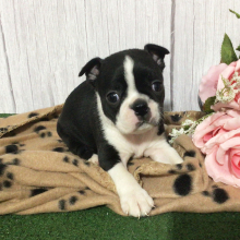 Boston Terrier Puppy Hisa