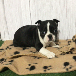 Boston Terrier Puppy Hisa