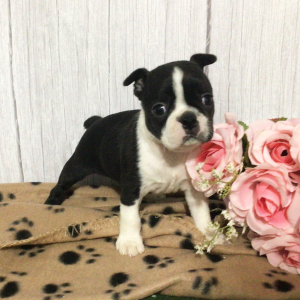 Boston Terrier Puppy Hisa