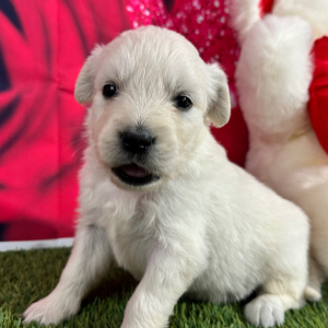 Golden Retriever Puppy Judith