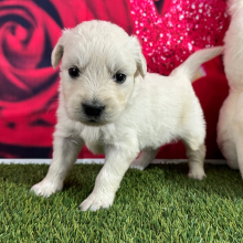 Golden Retriever Puppy Judith