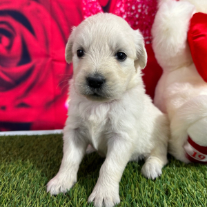 Golden Retriever Puppy Judith
