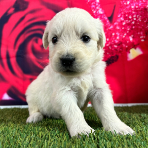 Golden Retriever Puppy Judith