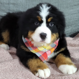 Bernese Mountain Dog Puppy Axel